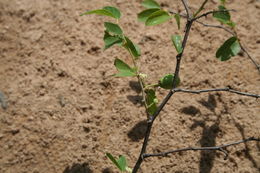 Image of Christ's thorn