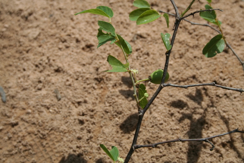 Plancia ëd Ziziphus spina-christi (L.) Desf.