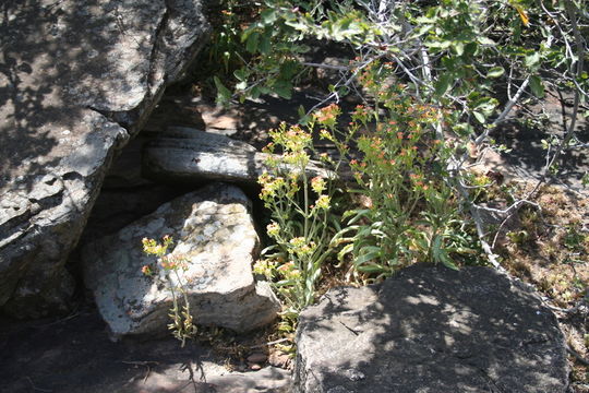 Imagem de Kalanchoe crenata (Andrews) Haw.