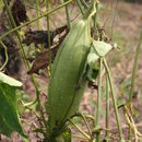 Image of climbing okra
