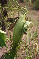 Image of climbing okra