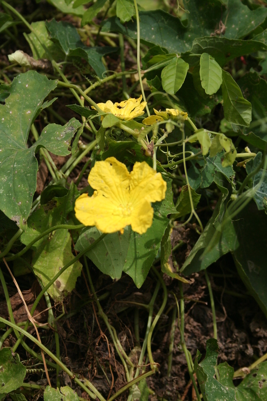 Image of climbing okra