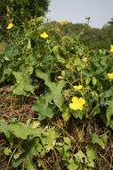 Image of climbing okra