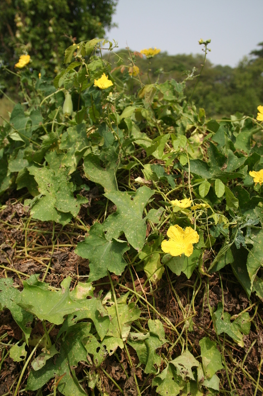 Image of <i>Luffa cylindrica</i>