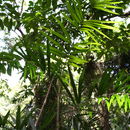 Image of Senegal Clustering Rattan