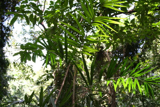 Image of Senegal Clustering Rattan