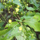 Image of Merremia hederacea (Burm. fil.) Hall. fil.