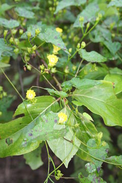 Image of Merremia hederacea (Burm. fil.) Hall. fil.