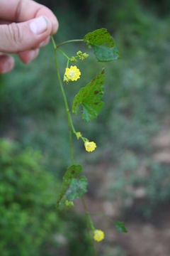 Image of Merremia hederacea (Burm. fil.) Hall. fil.