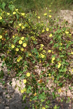 Image of Merremia hederacea (Burm. fil.) Hall. fil.