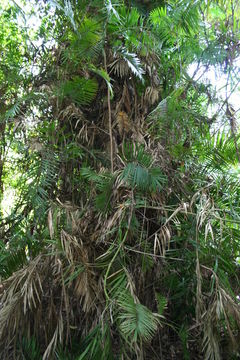 Image of Senegal Clustering Rattan