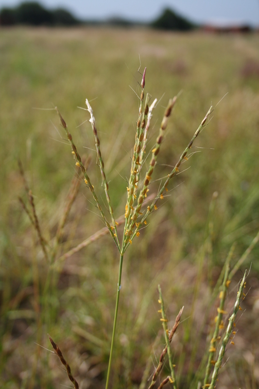 Image of Thelepogon elegans Roth