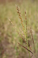 Image de Thelepogon elegans Roth