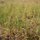 Image de Thelepogon elegans Roth