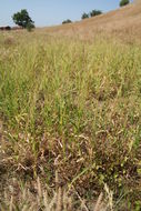 Image de Thelepogon elegans Roth