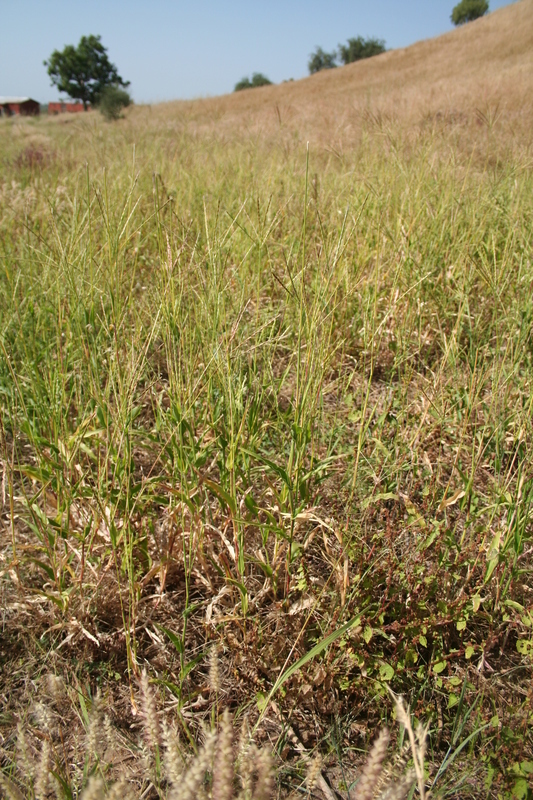 Image of Thelepogon elegans Roth