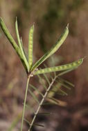 Image of Tephrosia bracteolata Guill. & Perr.