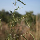 Imagem de Tephrosia linearis (Willd.) Pers.