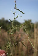 Image of Tephrosia linearis (Willd.) Pers.