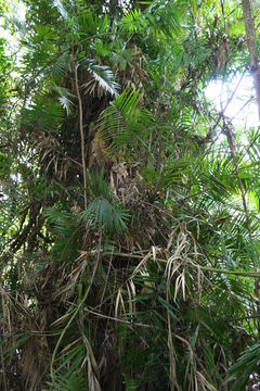 Image of Senegal Clustering Rattan