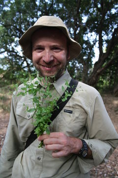 Image of Canscora diffusa (Vahl) R. Br. ex Roem. & Schult.