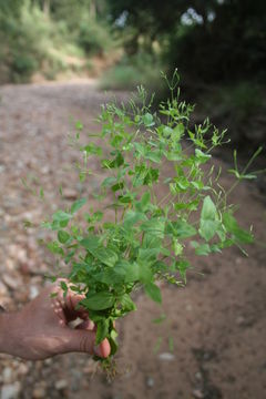 Image of Canscora diffusa (Vahl) R. Br. ex Roem. & Schult.