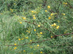 Image of <i>Acacia hockii</i> De Wild.