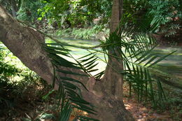 Image of Senegal Clustering Rattan