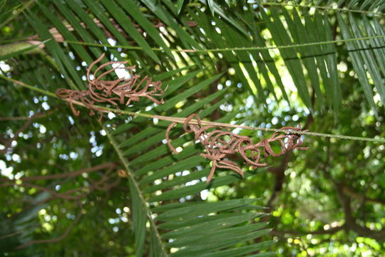 Image of Calamus deerratus G. Mann & H. Wendl.