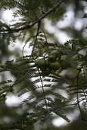 Слика од Dichrostachys cinerea (L.) Wight & Arn.