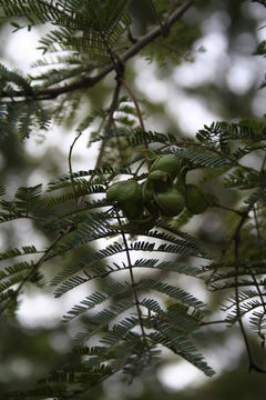 Imagem de Dichrostachys cinerea (L.) Wight & Arn.