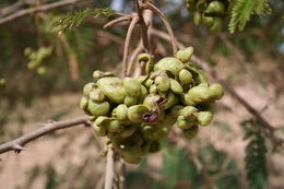 Слика од Dichrostachys cinerea (L.) Wight & Arn.