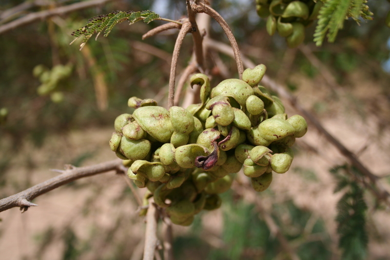 Image of Sicklebush