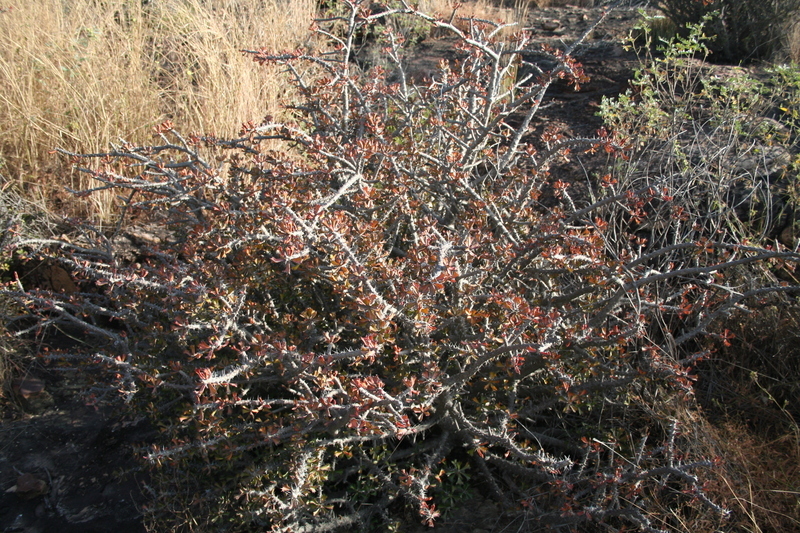 Sivun Euphorbia sudanica A. Chev. kuva