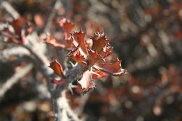 Sivun Euphorbia sudanica A. Chev. kuva