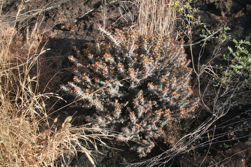 Sivun Euphorbia sudanica A. Chev. kuva
