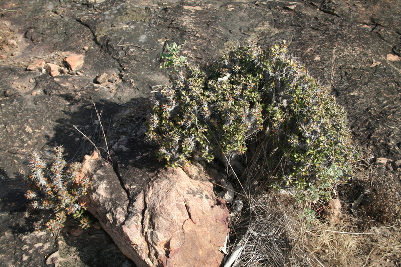 Sivun Euphorbia sudanica A. Chev. kuva