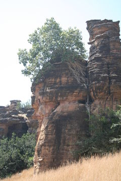 Image of Large-leaved rock fig