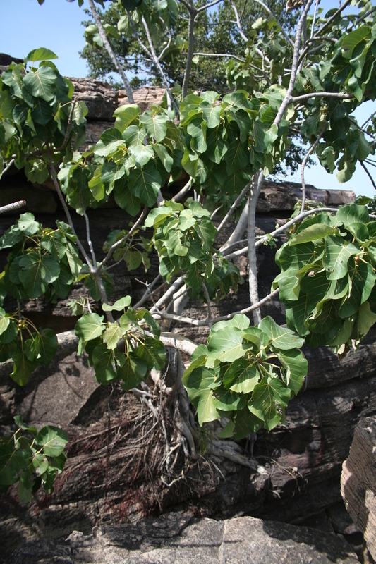 Imagem de Ficus abutilifolia (Miq.) Miq.