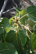 Imagem de Ficus abutilifolia (Miq.) Miq.