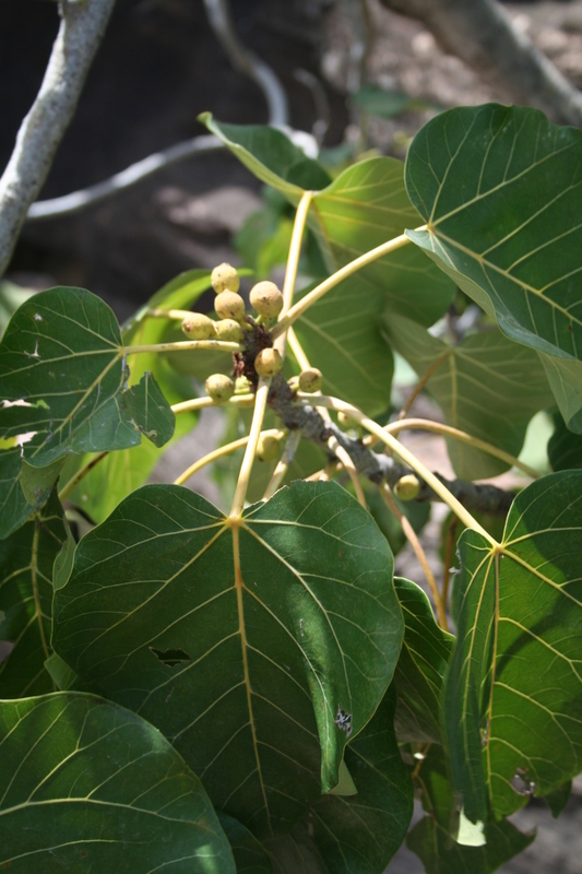 Imagem de Ficus abutilifolia (Miq.) Miq.