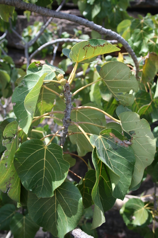 Imagem de Ficus abutilifolia (Miq.) Miq.