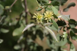 Sivun Guiera senegalensis J. F. Gmel. kuva