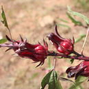 Image of roselle