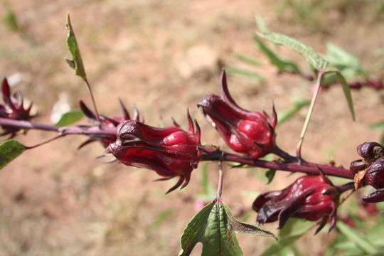 Image of roselle