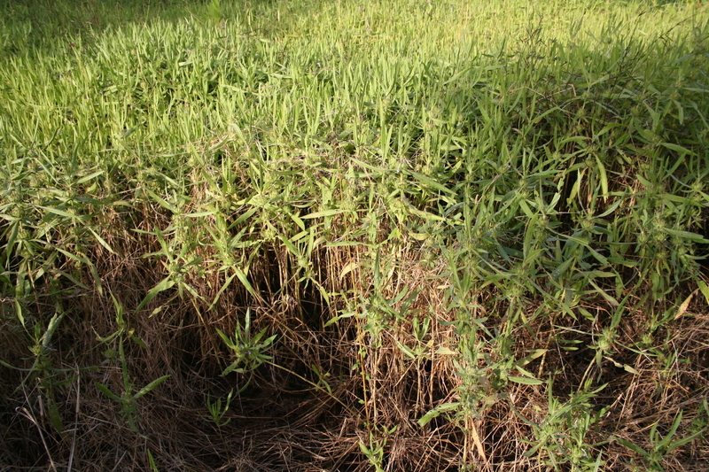 Image of <i>Hygrophila auriculata</i>