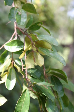 Image of Hymenocardia acida Tul.