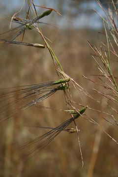 Image of Hyparrhenia involucrata Stapf