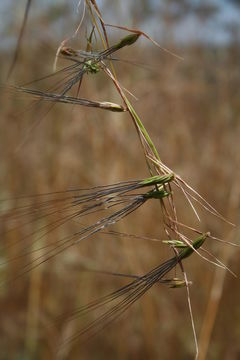 صورة Hyparrhenia involucrata Stapf