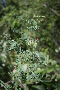 صورة Indigofera dendroides Jacq.